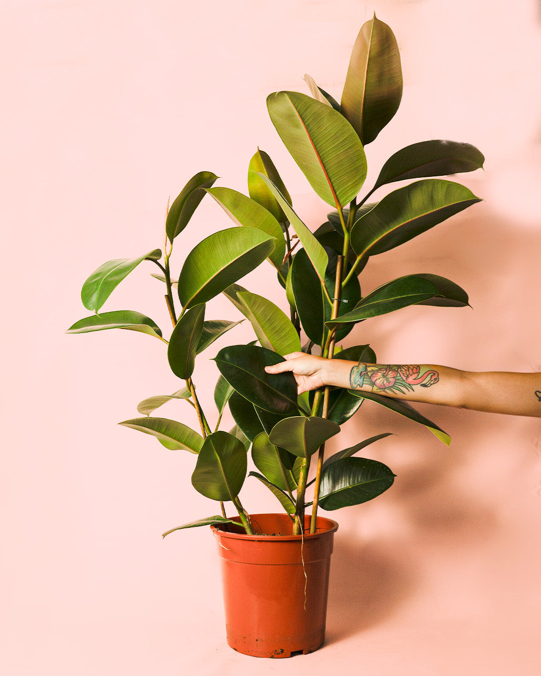 ficus robusta l planta