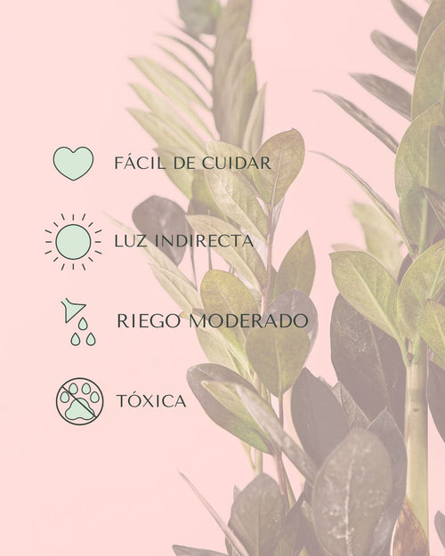 zamioculca raven cuidados