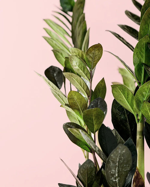 zamioculca raven hojas