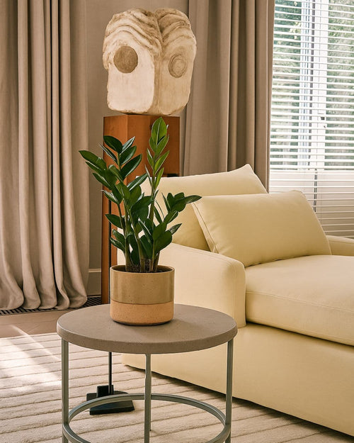 zamioculca-zamiifolia-contexto