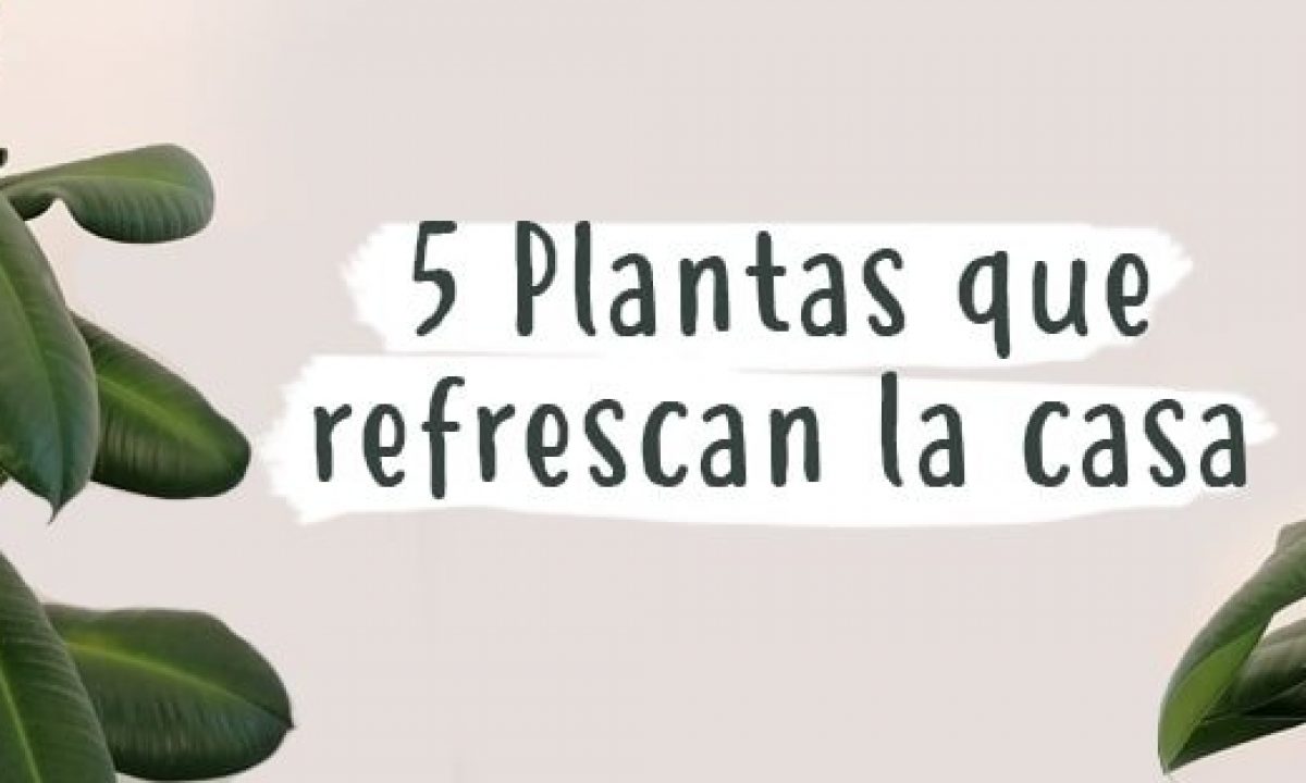 Descubre estas plantas perfectas para refrescar la casa - Jardinatis