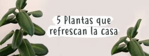 5-plantas-refrescan-casa