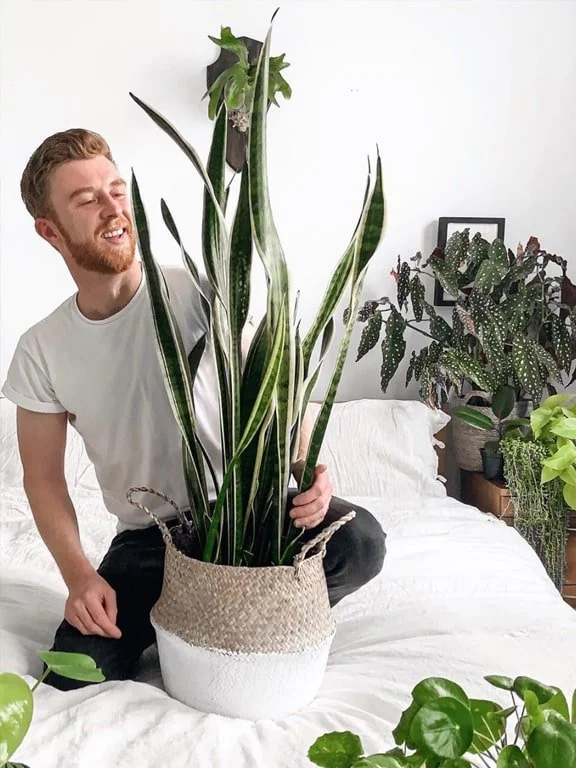 Descubre estas plantas perfectas para refrescar la casa - Jardinatis