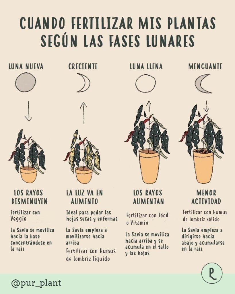 fertilizar plantas segun la luna