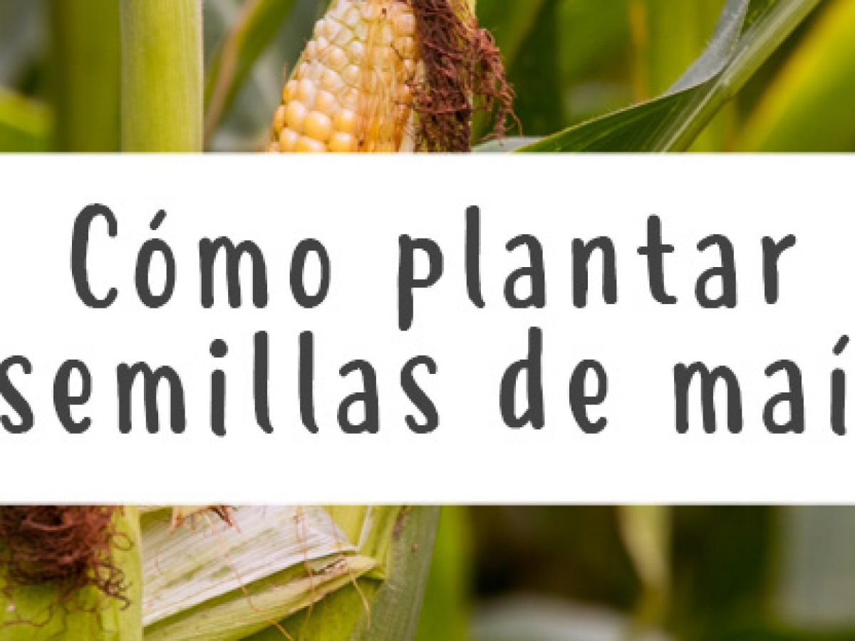 Cómo plantar semillas de maíz - Guía del cultivo - Pur Plant