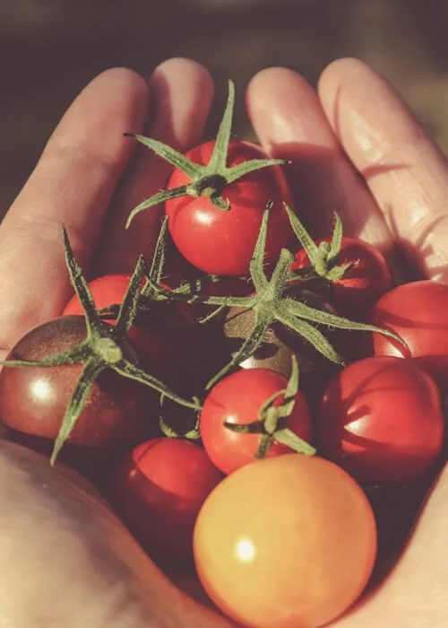 flor de tomate cherry