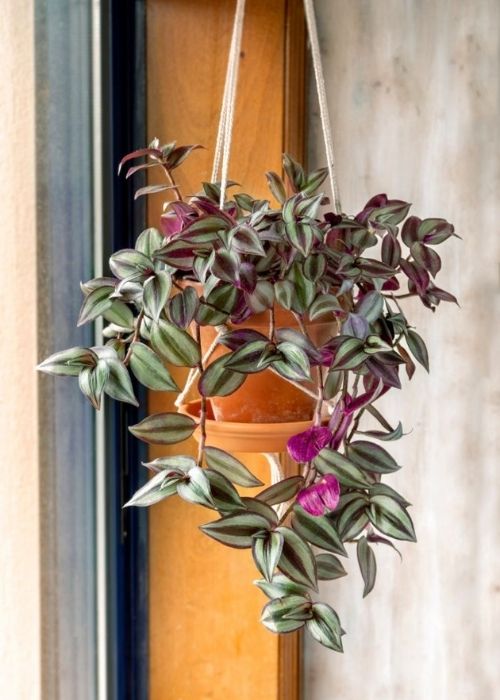 Ídolo Pesimista Equipo Plantas de interior colgantes para decorar | Pur Plant