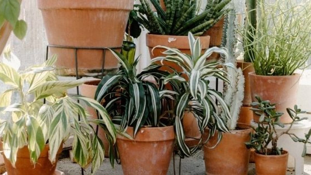 Tipos de macetas para plantas de interior - Plantas y Deco