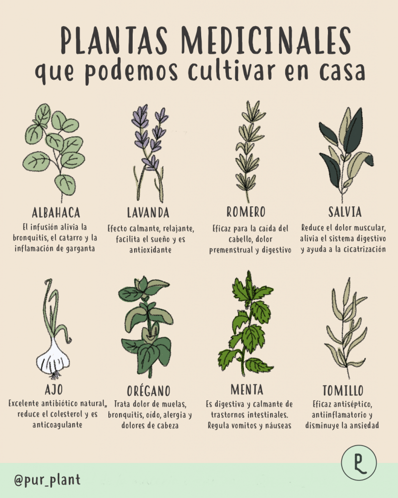 8 plantas medicinales que podemos cultivar en casa - Pur Plant