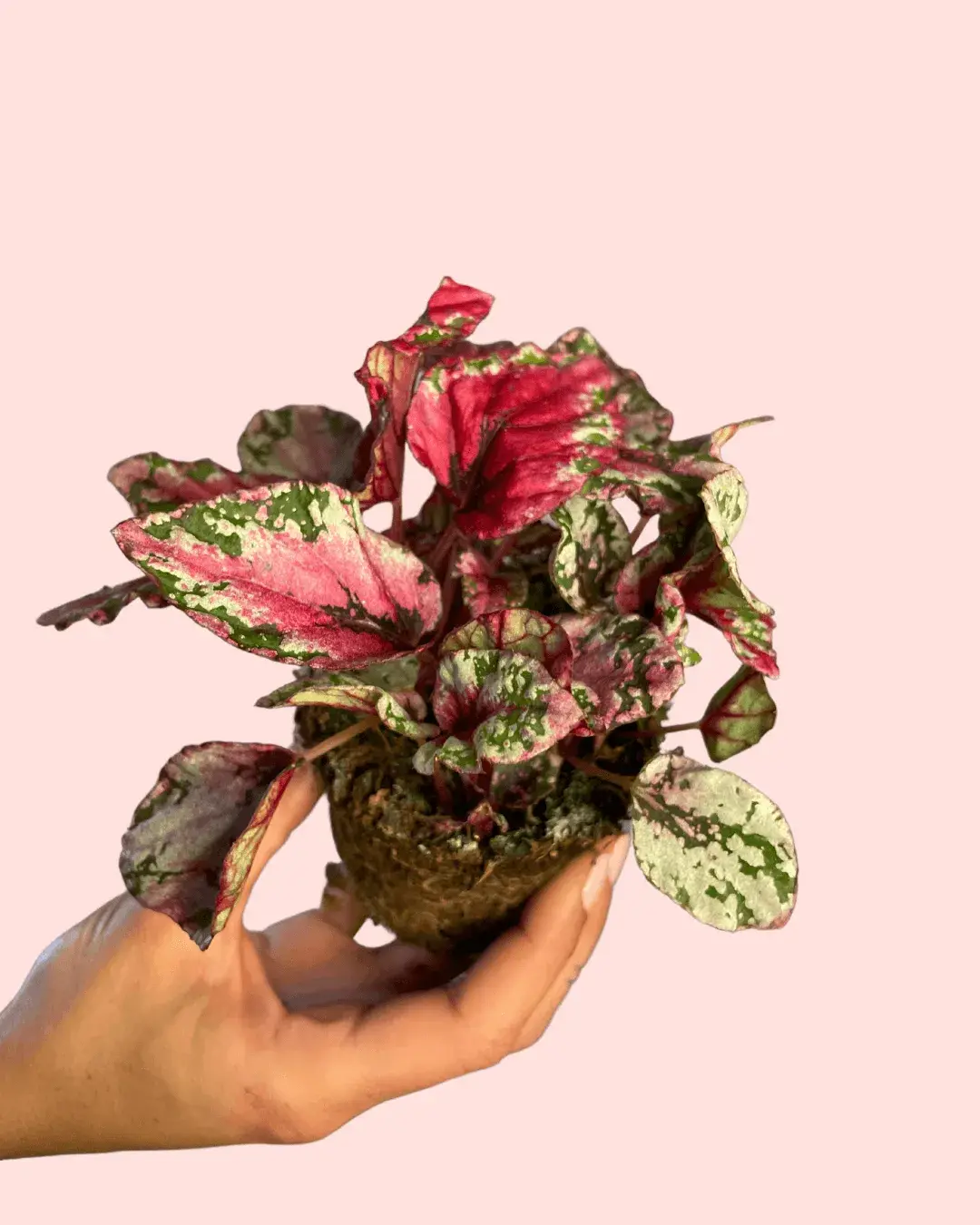 Bebé Begonia Rex Mint | Comprar Online | Pur Plant