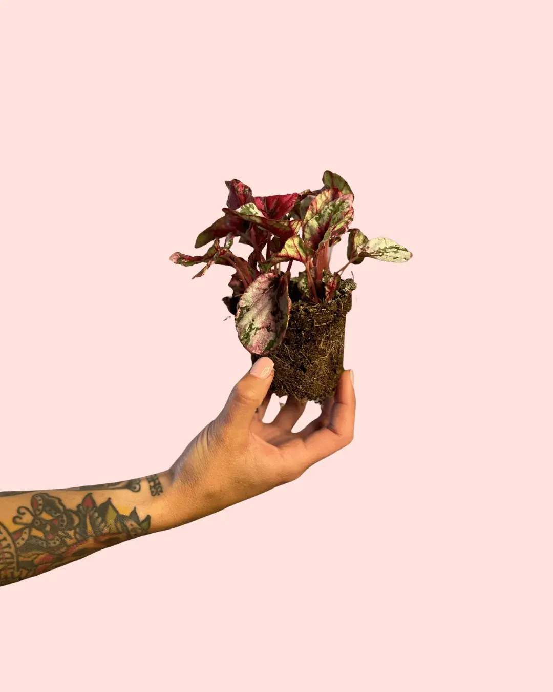 Bebé Begonia Rex Mint | Comprar Online | Pur Plant