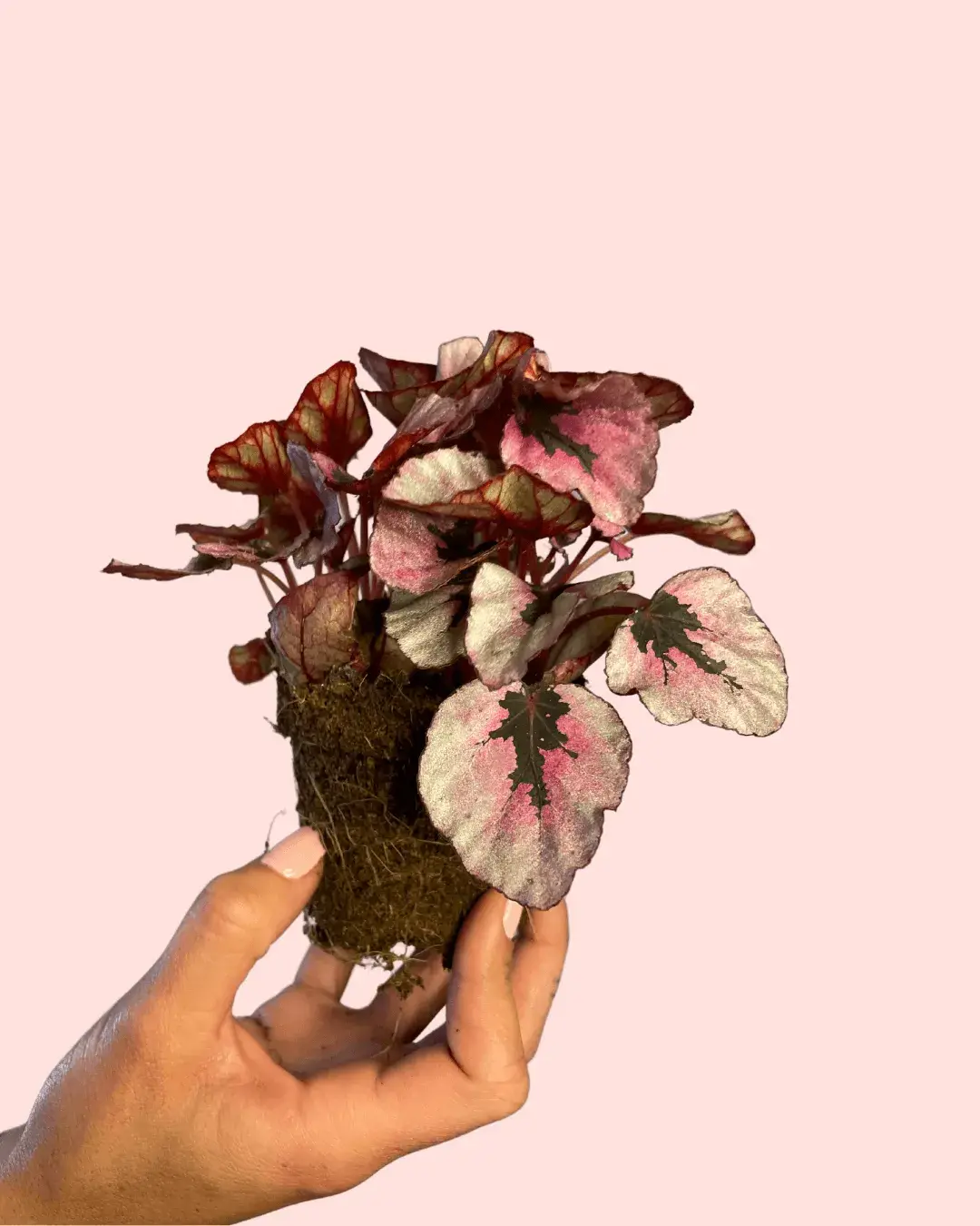 Bebé Begonia Rex Total Pink | Comprar Online | Pur Plant