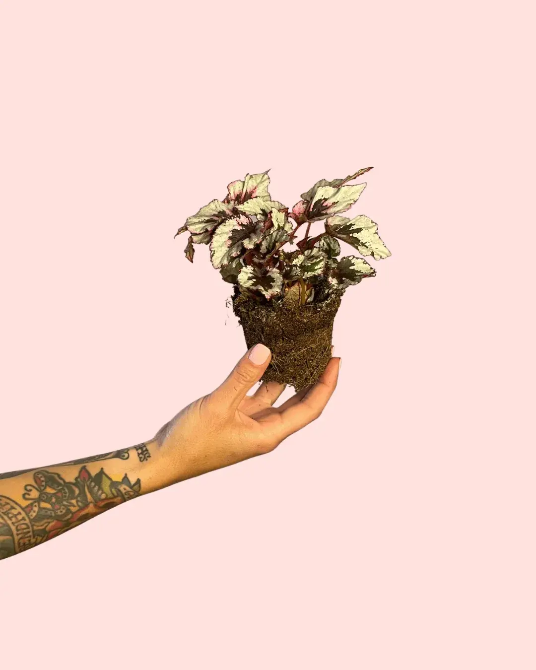 Bebé Begonia Rex Silver | Comprar Online | Pur Plant