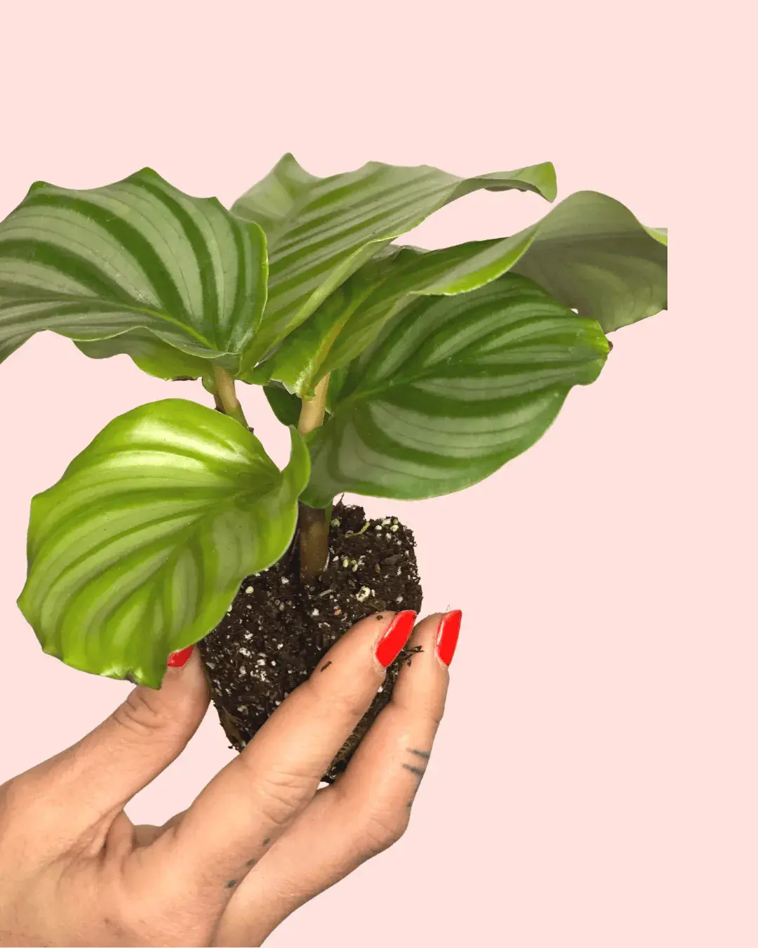 Calathea Orbifolia Mini | Comprar Online | Pur Plant