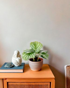 calathea-orbifolia-mini-contexto (1)