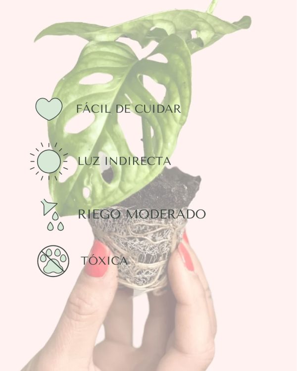 cuidados-monstera adansonii mini