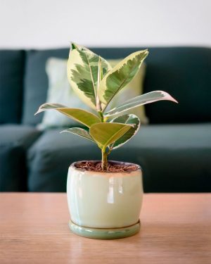 ficus-tineke-mini-contexto-salon