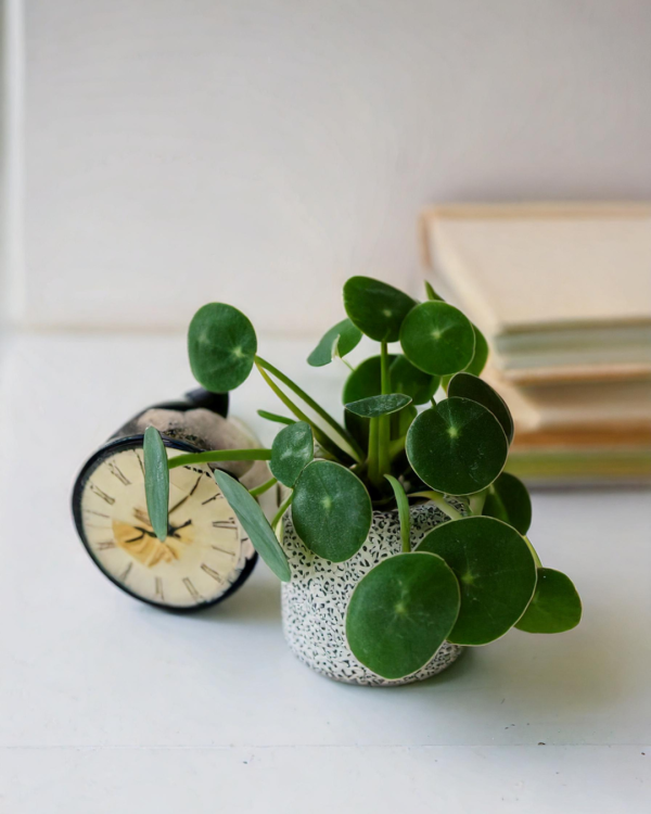 mini pilea peperomioides contexto