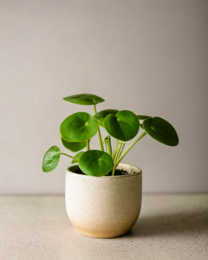 pilea peperomioides bebe minimin