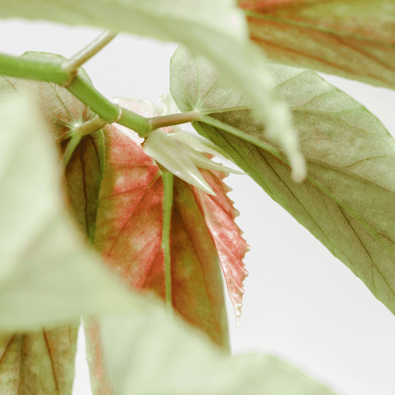 Hojas Secas Begonia | Solución al Problema | Pur Plant