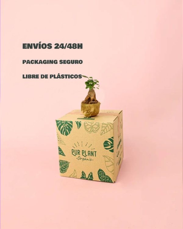 Ficus Microcarpa-packaging