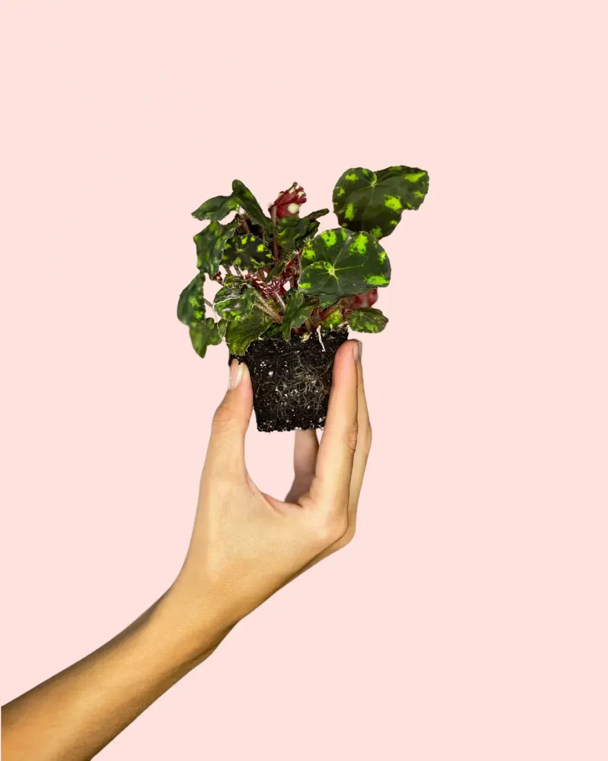 Bebé Begonia Rex Frog | Comprar Online | Pur Plant