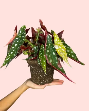 Begonias Minis | Comprar Online | Pur Plant