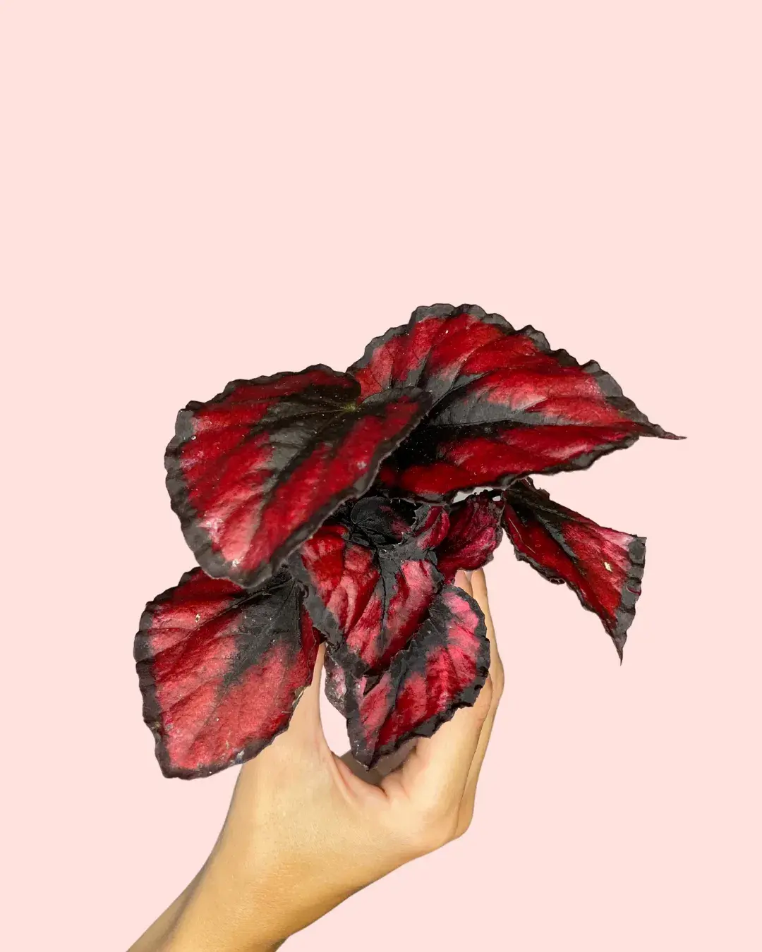Bebé Begonia Rex Blade | Comprar Online | Pur Plant