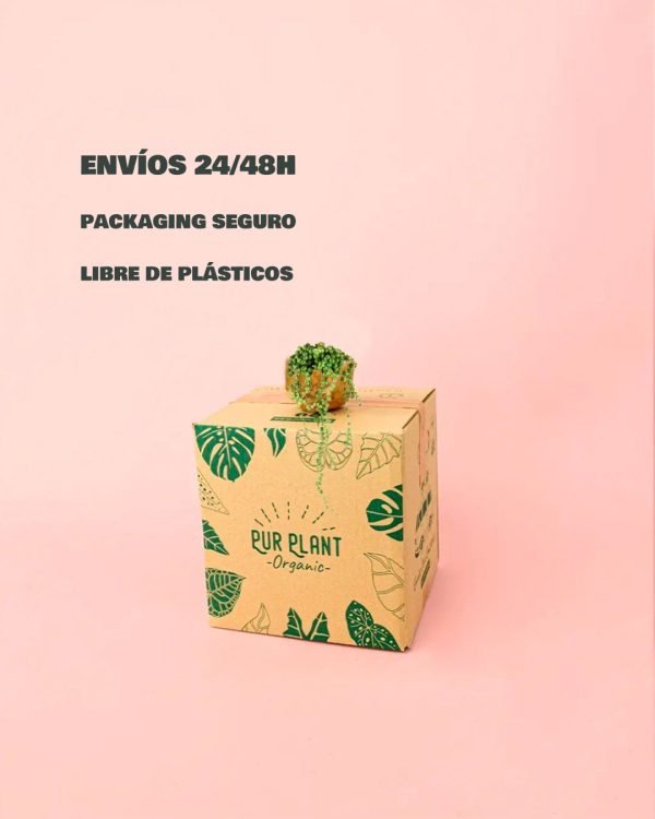 envios- caja-mini senecio