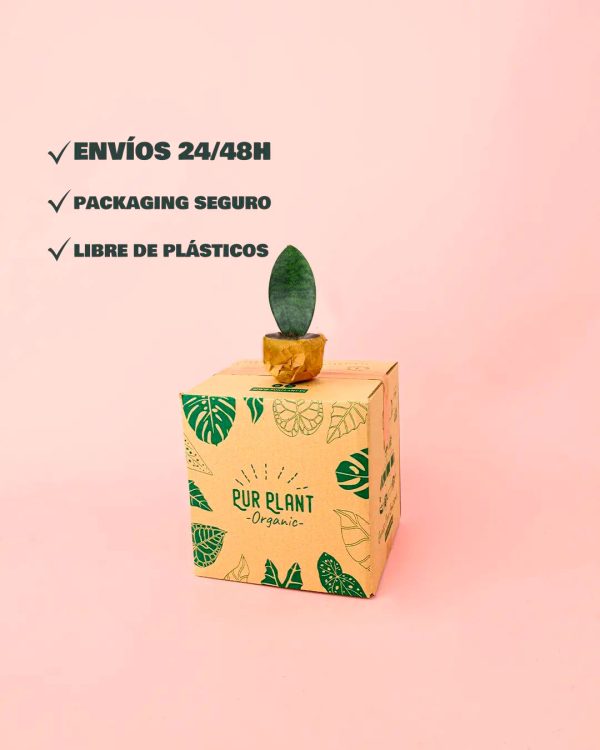 envios--seguro-sansevieria-victoria