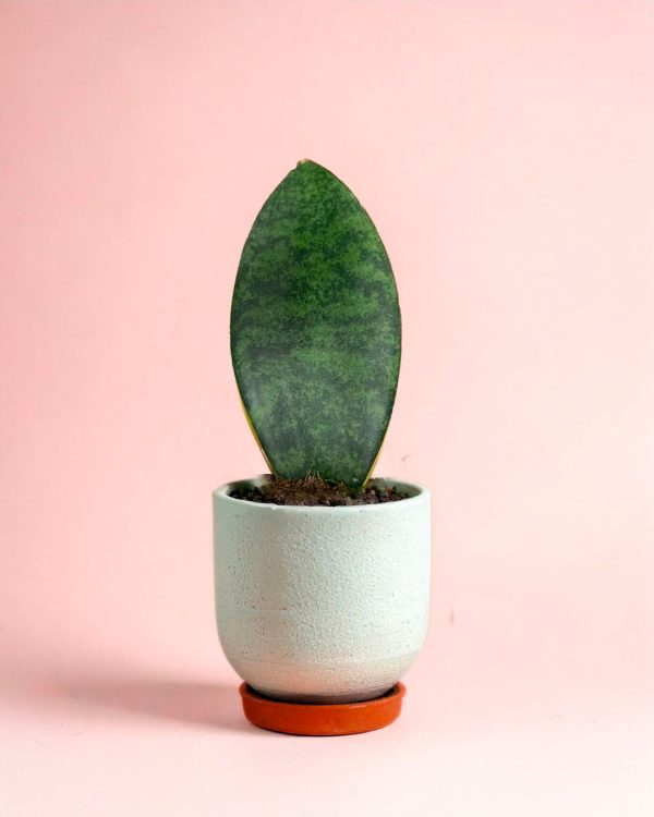 sansevieria-trifasciata-m