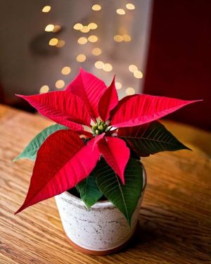 poinsettia roja mini