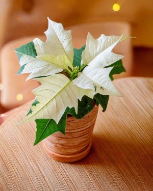 poinsettia blanca mini en maceta (1)