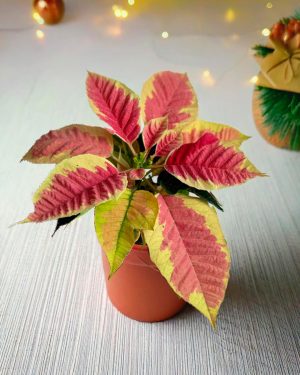 poinsettia-fusion