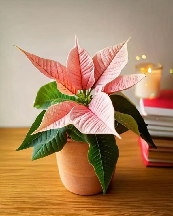 poinsettia rosa mini en maceta