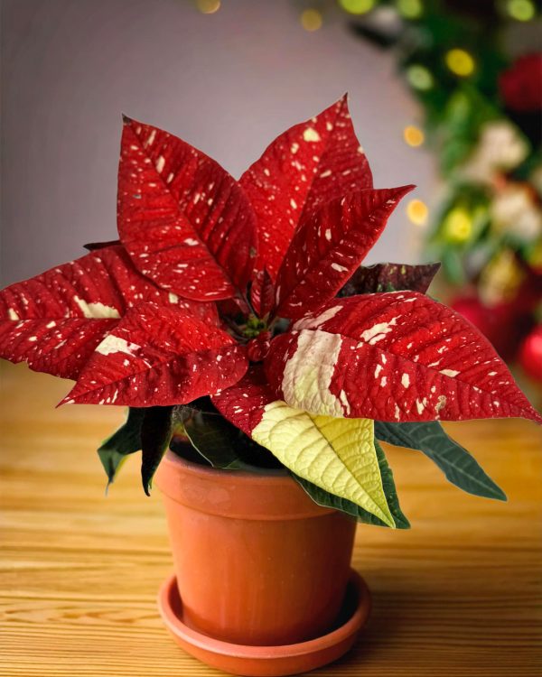 poinsettia-variegata-mini-en-maceta