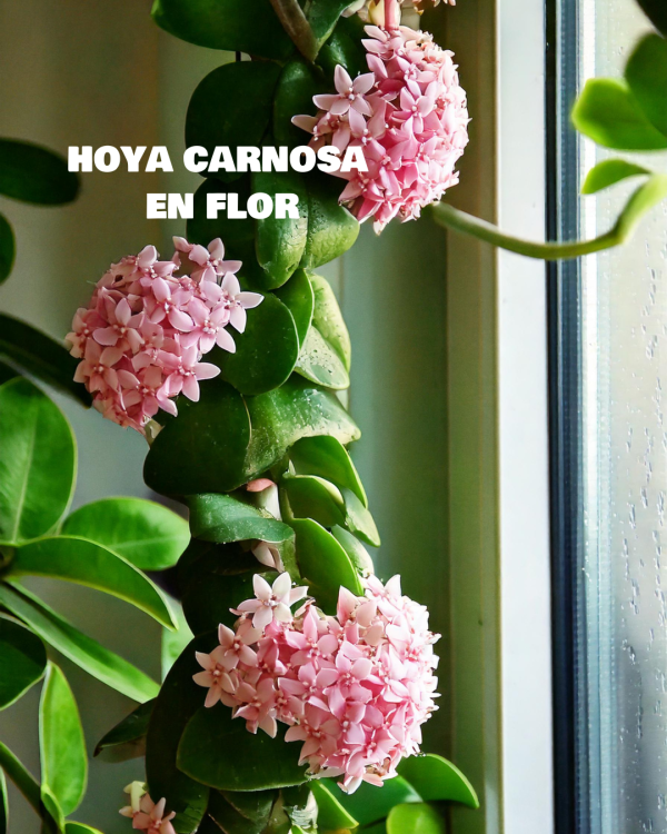 hoya carnosa flor