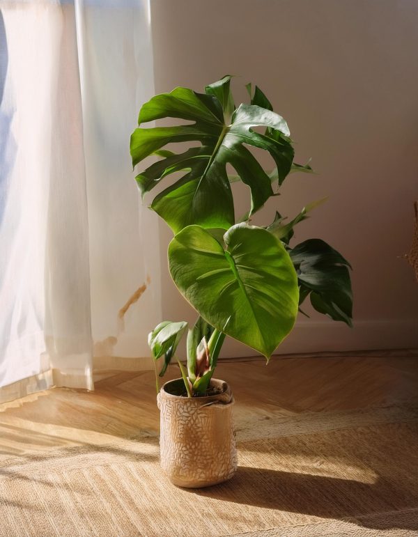 monstera deliciosa contexto