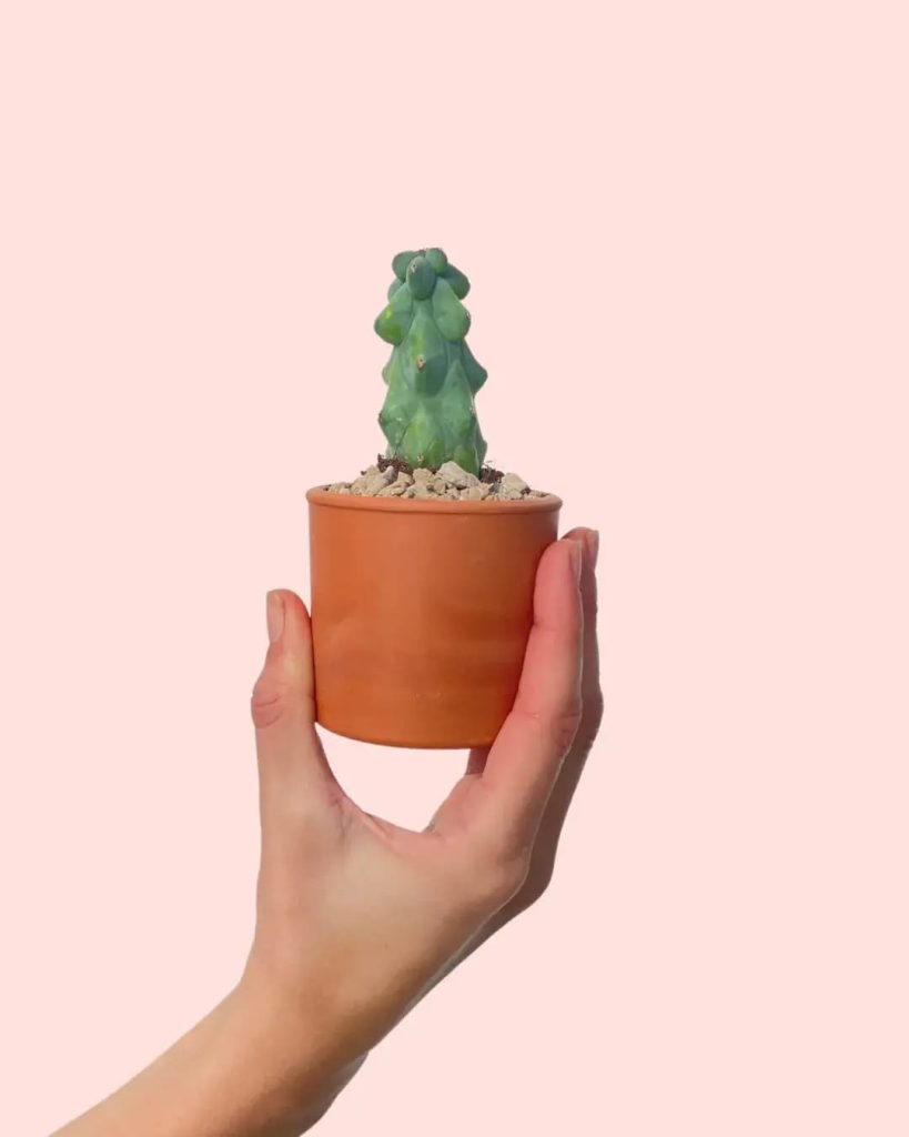 boobycactus