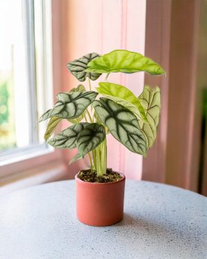 Alocasia Silver dragon-contexto