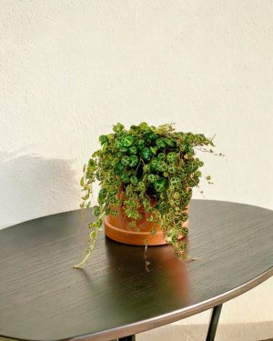 peperomia prostrata-contexto