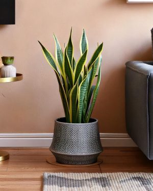 sansevieria-trifasciata-snake-plant-salon-contexto