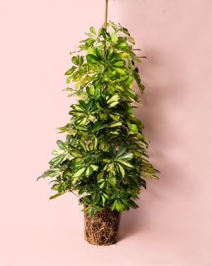 schefflera