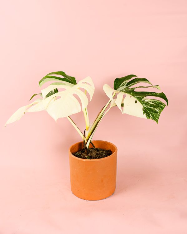 monstera variegada en maceta