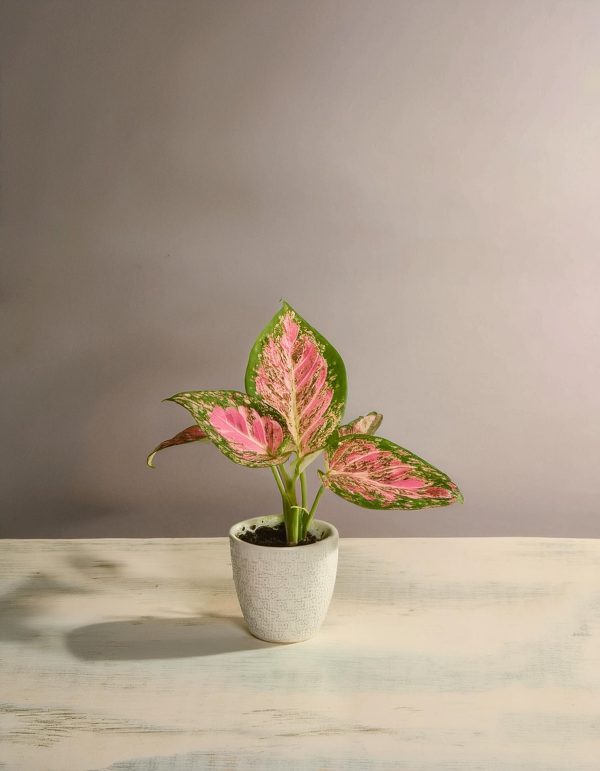 Aglaonema S