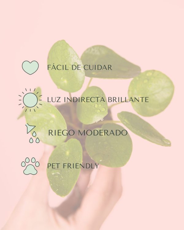 cuidados-pilea-peperomioides-bebe