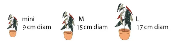 medidas-maceta-plantas