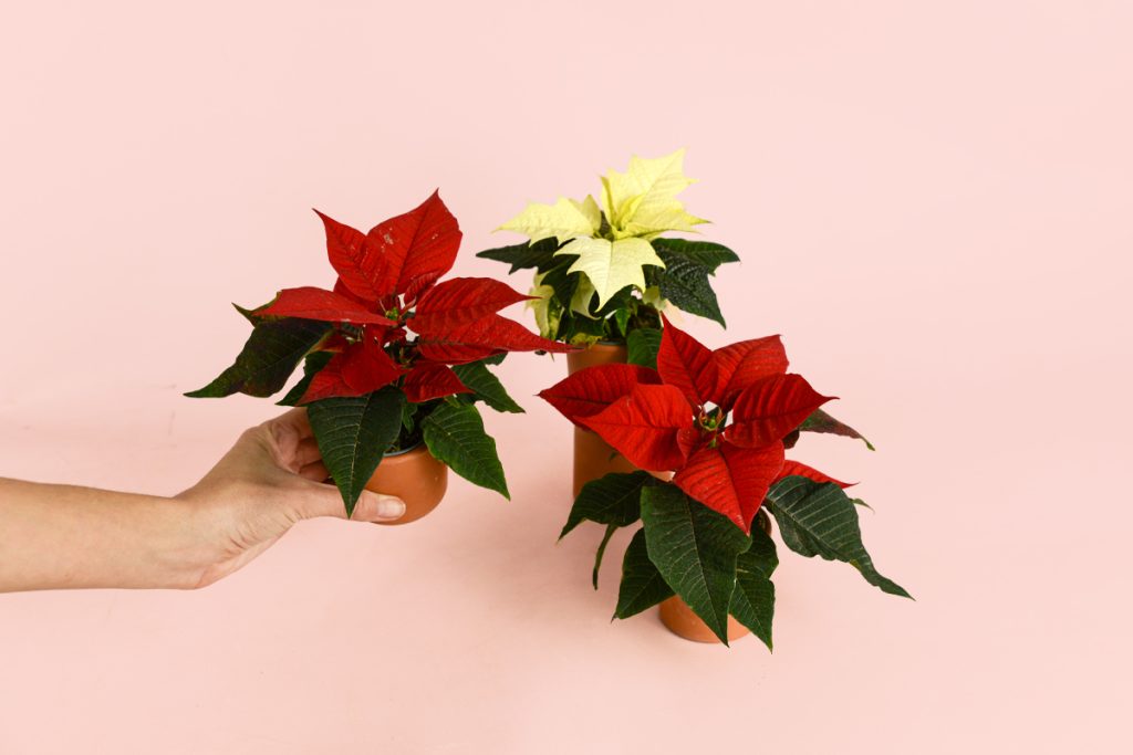 poinsettias