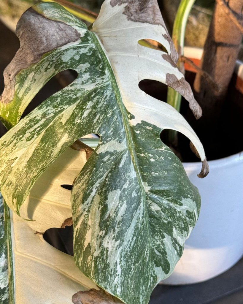 monstera-variegada-bordes-quemados