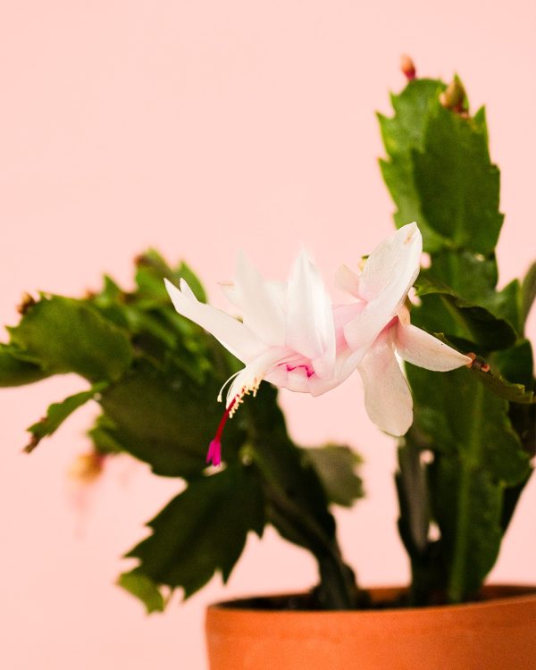 cactus navidad flor rosa blanca